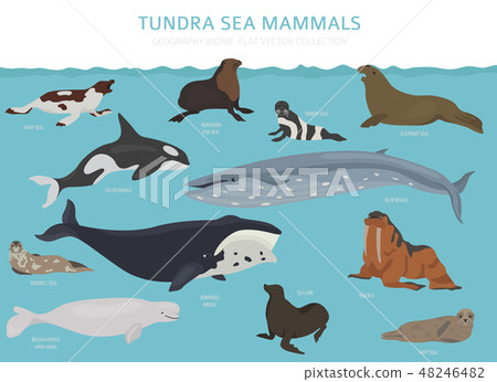 Tundra biome. ecosystem world map 48246482