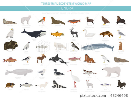 Tundra biome. ecosystem world map 48246498
