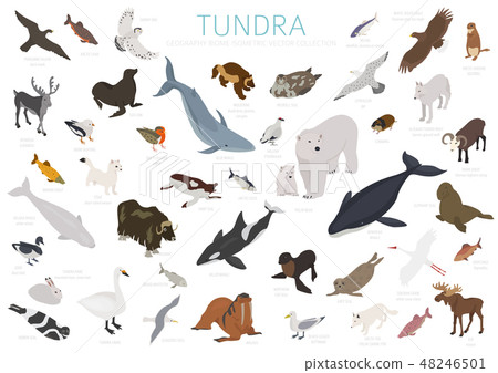 Tundra biome. ecosystem world map 48246501