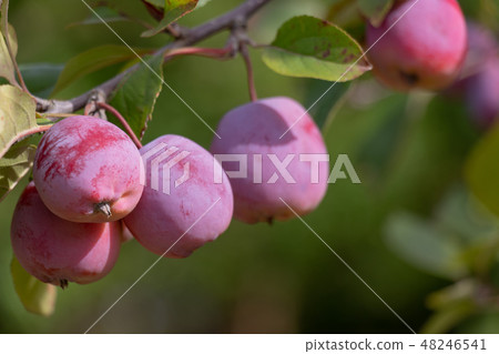 千葉縣Apple Apple船橋市 千葉縣Apple Apple船橋市 48246541