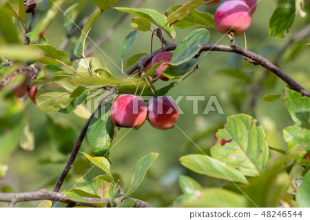 千葉縣Apple Apple船橋市 千葉縣Apple Apple船橋市 48246544
