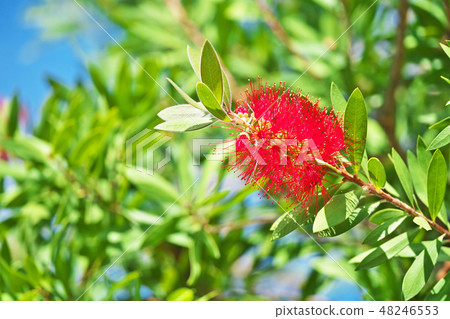 A red brushwood flower 48246553