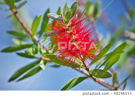 A red brushwood flower 48246555