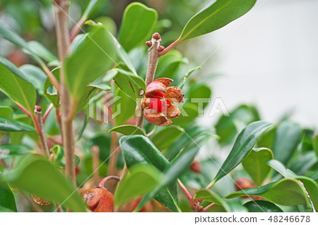 破裂的紅色鬆餅種子 48246678