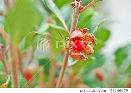 破裂的紅色鬆餅種子 破裂的紅色鬆餅種子 48246679