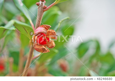 Cracked red muffok seeds 48246680