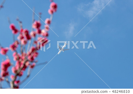 梅花和飛機千葉縣千葉市縣青葉沒有森林公園 梅花和飛機千葉縣千葉市縣青葉沒有森林公園 48246810