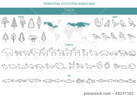 Taiga biome, boreal snow forest. ecosystem world Taiga biome, boreal snow forest. ecosystem world 48247105