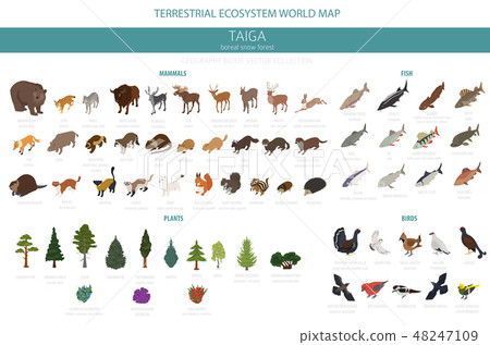 Taiga biome, boreal snow forest. ecosystem world  48247109
