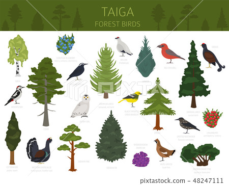 Taiga biome, boreal snow forest. ecosystem world Taiga biome, boreal snow forest. ecosystem world 48247111