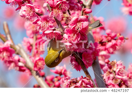Red plum and white-eye 48247197