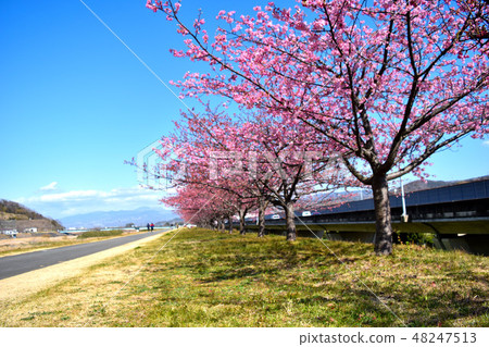 Cherry blossoms along the bank of the Kano River 48247513