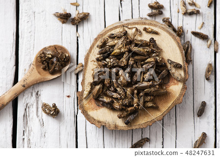 edible seasoned fried crickets 48247631