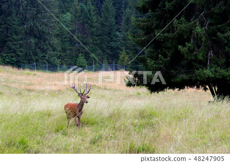 Stag in a park 48247905