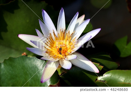 Beautiful lotus flowers in tropical Beautiful lotus flowers in tropical 48248680