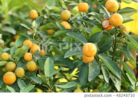Orange tree in garden 48248710