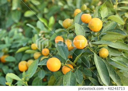 Orange tree in garden 48248713