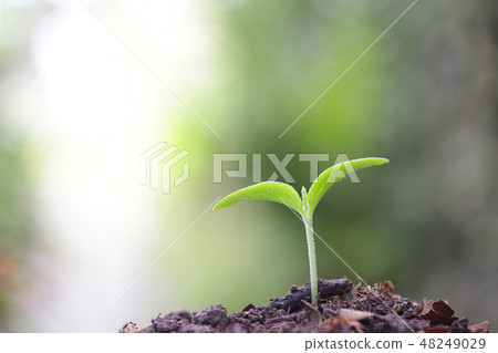 Young green plant growing Young green plant growing 48249029