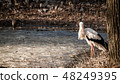 White stork near lake's shore, looking away. 48249395