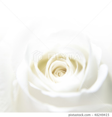 Beautiful of white rose 48249415