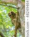 Owl's young bird 48249464