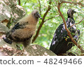 A vulture girl 48249466