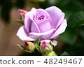 Roses of purple 48249467