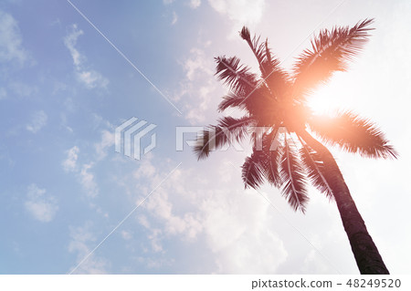 Holiday loading with coconut trees over clear sky Holiday loading with coconut trees over clear sky 48249520