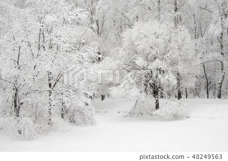 Winter landscape with a park 48249563