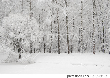 Winter landscape with a park 48249564