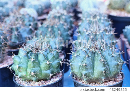 Beautiful cactus for sell Beautiful cactus for sell 48249833