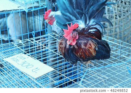 bantam chicken in the market bantam chicken in the market 48249852