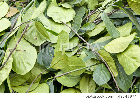fresh green betel leaves in asia market background 48249974
