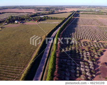 road and blossoming apple tree orchard, aerial 48250109