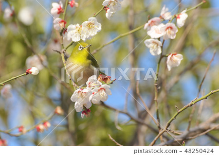Mejiro and plum blossoms Mejiro and plum blossoms 48250424
