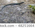 Lizard reptile on stone 48251664