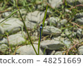 Blue Dragonfly close up 48251669