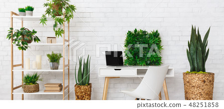 Office place with various plants on the bookshelf Office place with various plants on the bookshelf 48251858