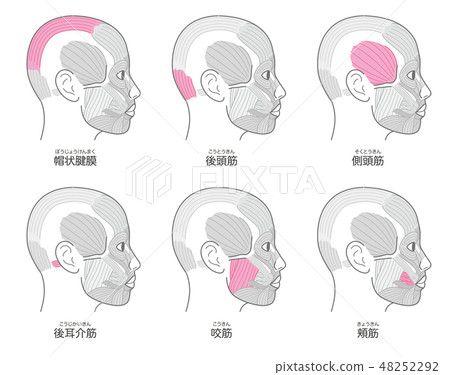 顳肌總結 插圖素材 圖庫