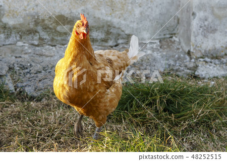 Life on the farm with the chickens. 48252515