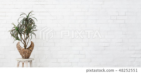 Houseplant palm in pot over white brick wall 48252551
