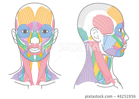 面部和頸部肌肉正面 48252856