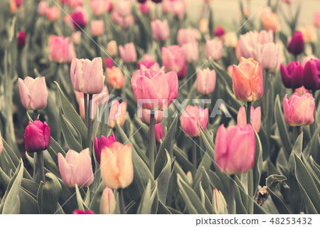 A stone walk winds in the garden, tulips  48253432