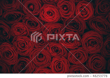 Close up view of claret roses bouquet. Red roses background. 48253778
