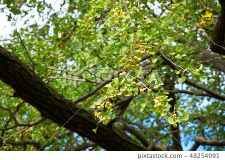 在Koishikawa植物園的精子發現的銀杏樹和果子 在Koishikawa植物園的精子發現的銀杏樹和果子 48254091
