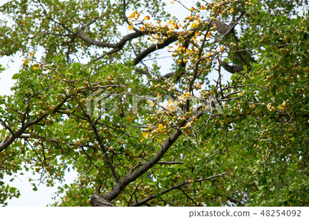 Ginkgo tree and fruit of sperm discovery at the Koishikawa botanical garden Ginkgo tree and fruit of sperm discovery at the Koishikawa botanical garden 48254092