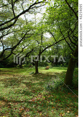 小石川植物園和紫色Yaburan花的森林的新綠 小石川植物園和紫色Yaburan花的森林的新綠 48254095