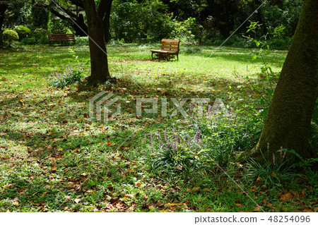 Fresh green of the forest of Koishikawa Botanical Gardens and purple Yaburan flower Fresh green of the forest of Koishikawa Botanical Gardens and purple Yaburan flower 48254096