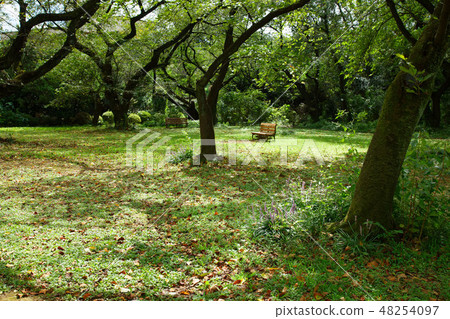 Fresh green of the forest of Koishikawa Botanical Gardens and purple Yaburan flower Fresh green of the forest of Koishikawa Botanical Gardens and purple Yaburan flower 48254097
