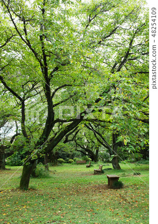 小石川植物園和紫色Yaburan花的森林的新綠 小石川植物園和紫色Yaburan花的森林的新綠 48254109